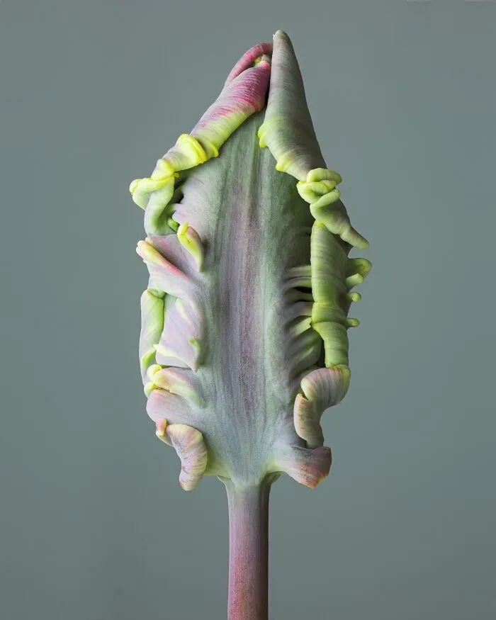 Parrot Tulips By  Tim Platt