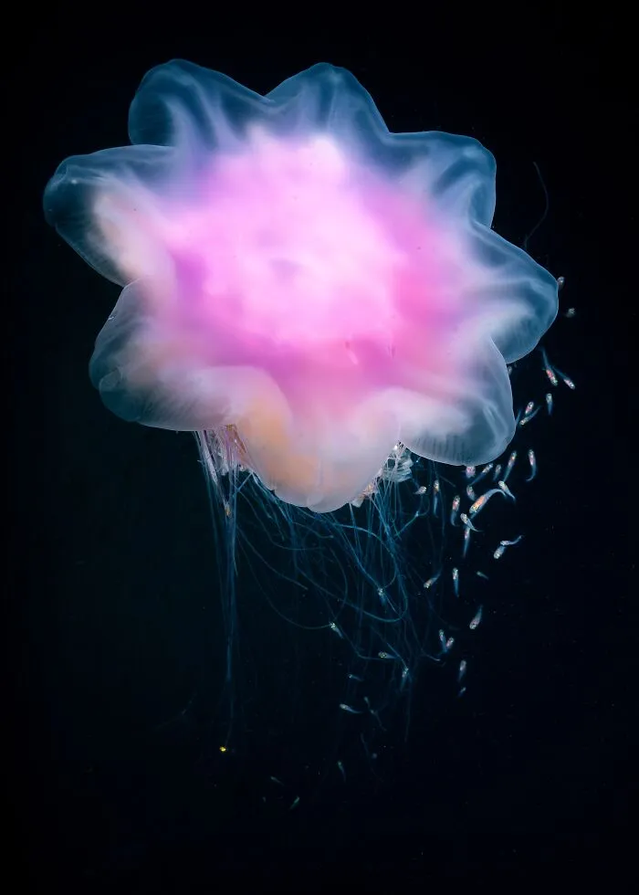 Jelly Flower By  Sayaka Ichinoseki