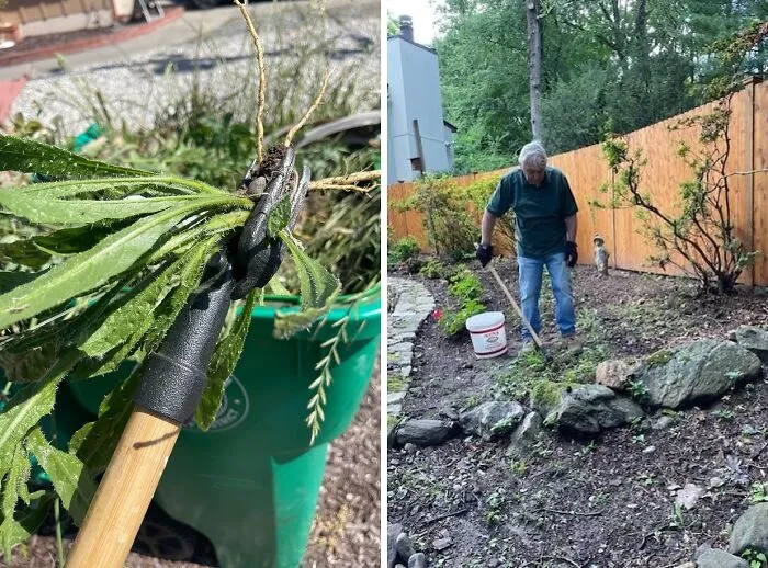 Your Garden Is About To Become A Weed-Free Zone With This Handy   <a Style="Display:inline;" Href="Https://Www.amazon.com/Dp/B001d1ffza?th=1&linkcode=ll1&tag=bpibis-20&linkid=153aceea68ce8e113325feace6ff5b36&language=en_us&ref_=as_li_ss_tl " Target="_blank"><span Style="Font: Inherit; Color: #d74b1f;"> Weed Puller Tool</Span> - Sayonara, Dandelions!