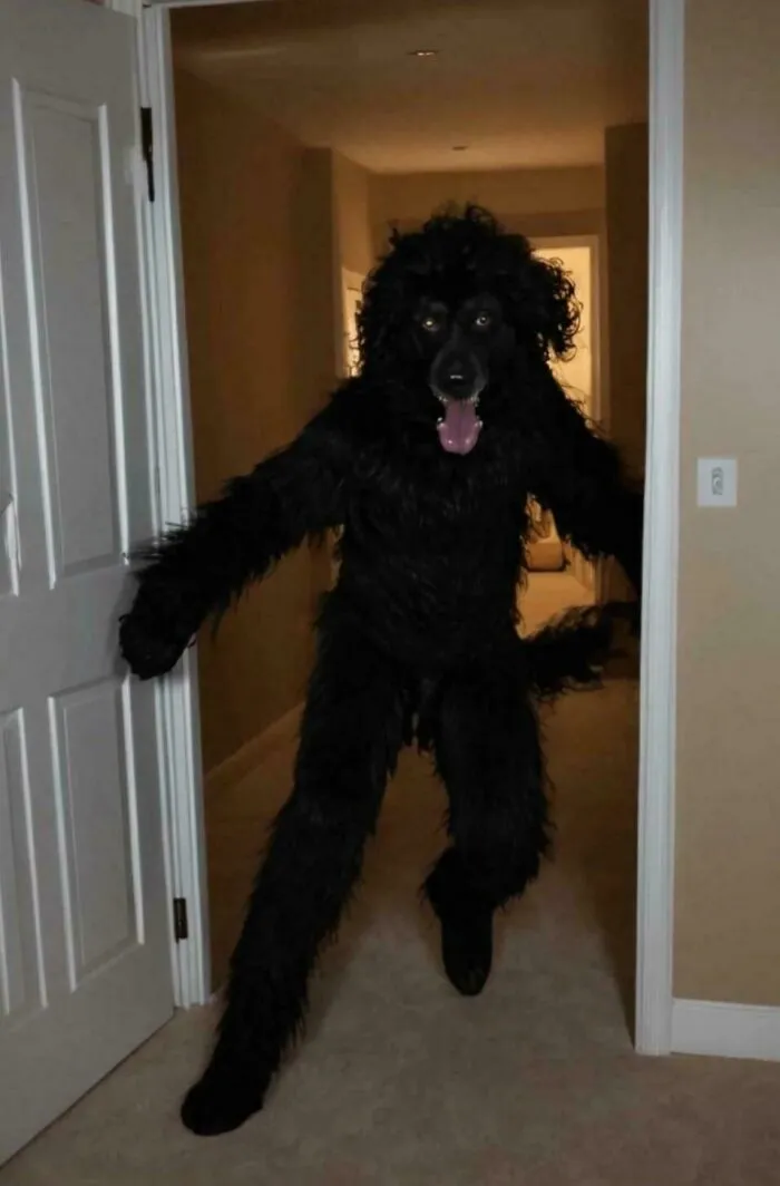 Oddly terrifying costume resembling a large dog or creature standing in a doorway.