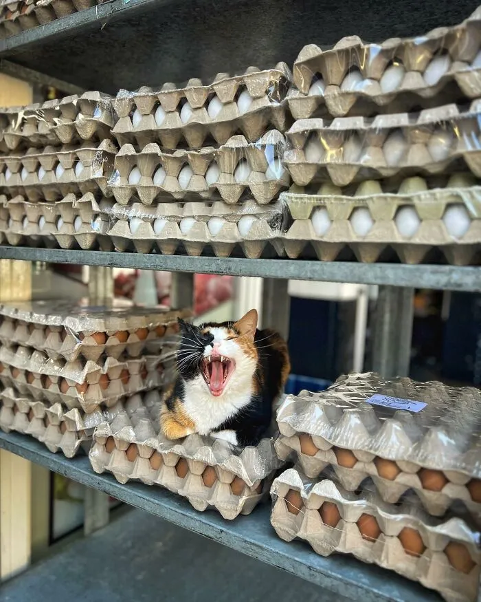City Cats Of Istanbul: 30 Beautiful Moments Captured By Marcel Heijnen