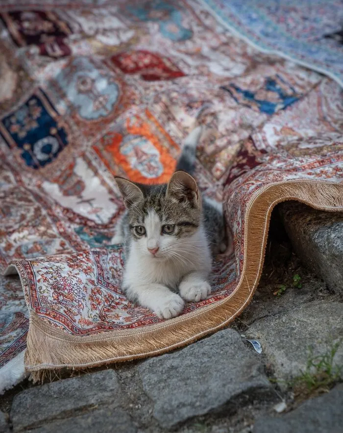 City Cats Of Istanbul: 30 Beautiful Moments Captured By Marcel Heijnen