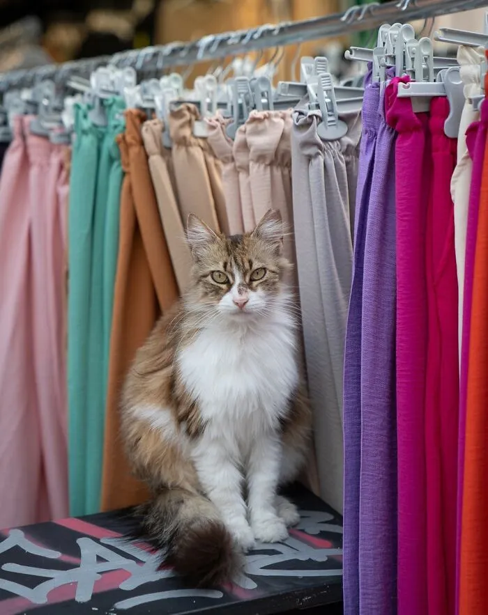 City Cats Of Istanbul: 30 Beautiful Moments Captured By Marcel Heijnen