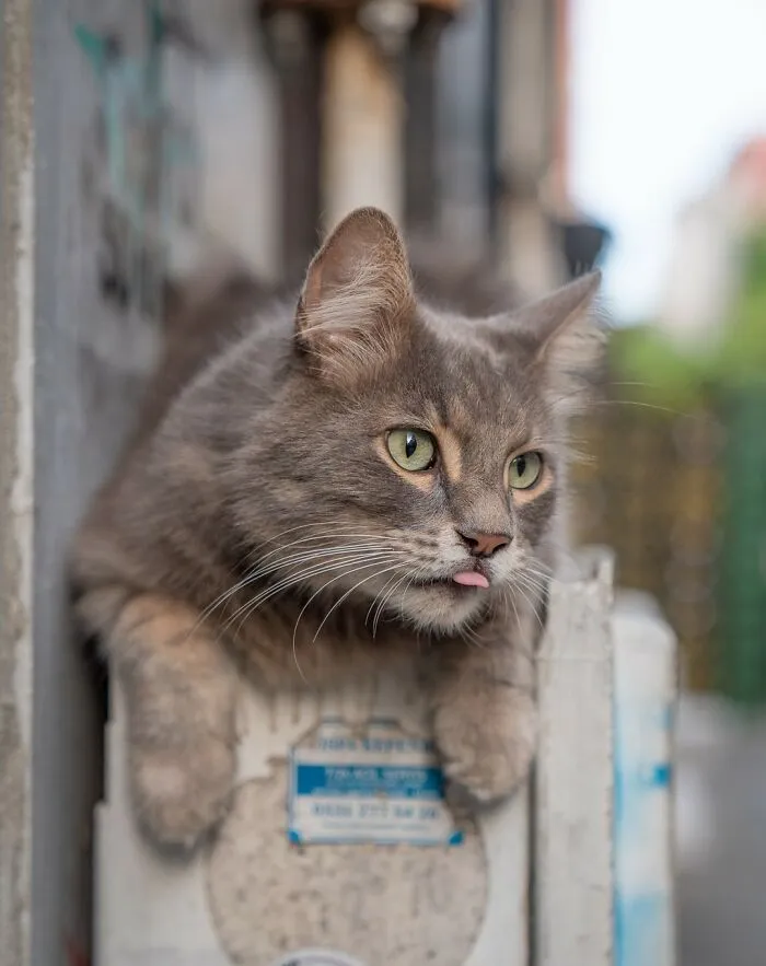 City Cats Of Istanbul: 30 Beautiful Moments Captured By Marcel Heijnen