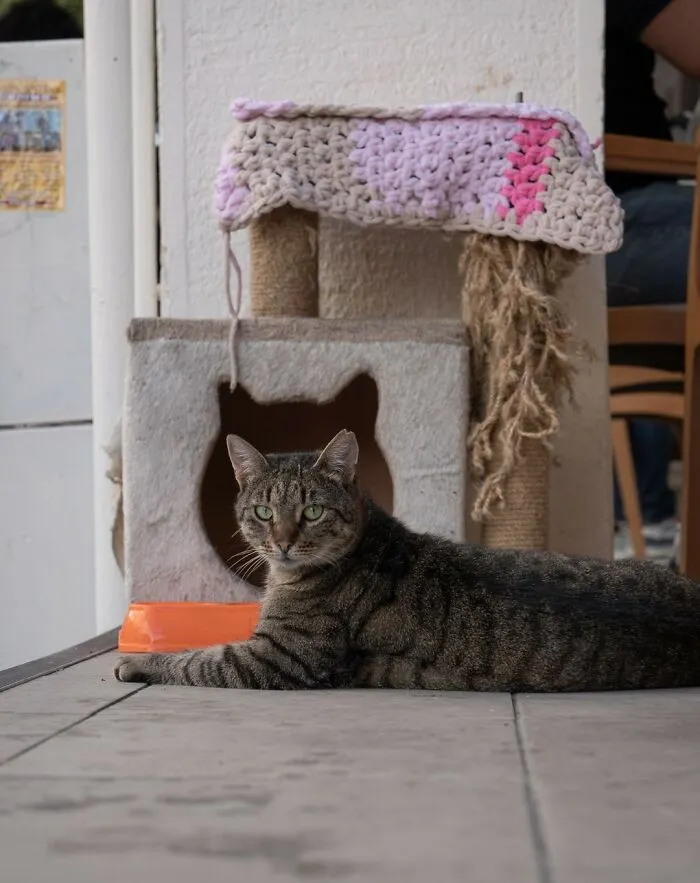 City Cats Of Istanbul: 30 Beautiful Moments Captured By Marcel Heijnen