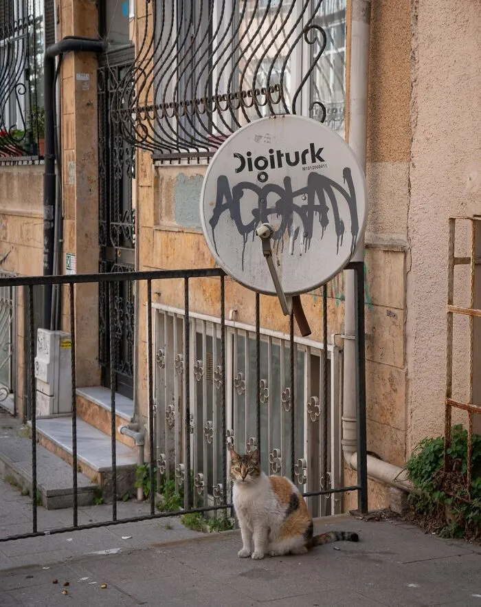 City Cats Of Istanbul: 30 Beautiful Moments Captured By Marcel Heijnen