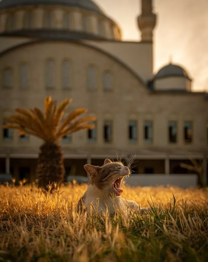 City Cats Of Istanbul: 30 Beautiful Moments Captured By Marcel Heijnen