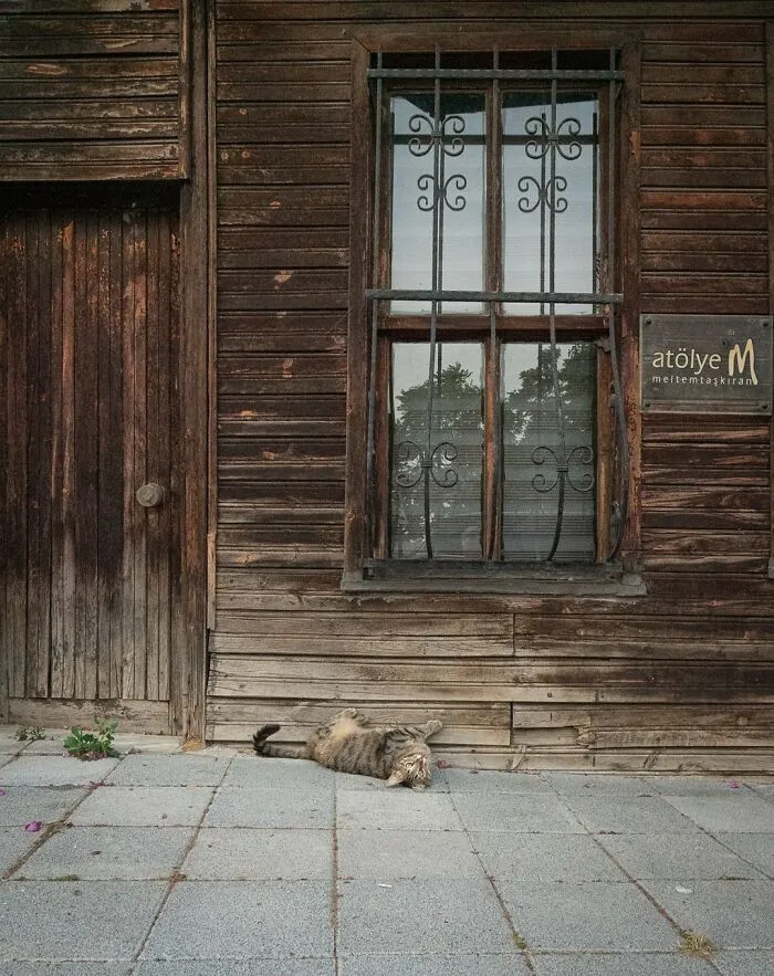 City Cats Of Istanbul: 30 Beautiful Moments Captured By Marcel Heijnen