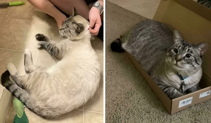 Adoptamos al gato hace un año, y su pelaje se ha oscurecido mucho en ese tiempo