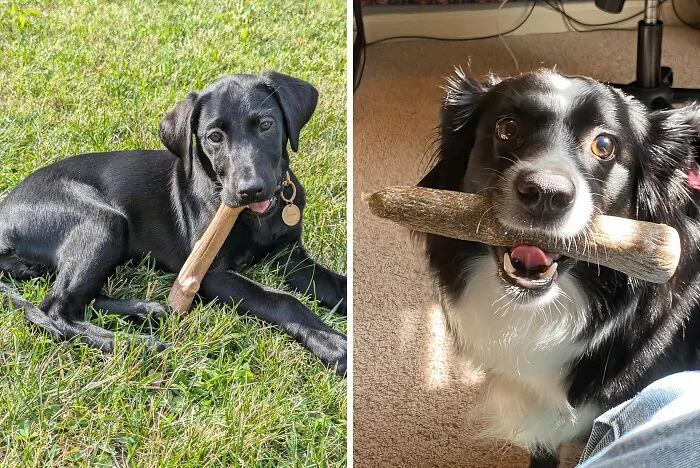 This   <a Style="Display:inline;" Href="Https://Www.amazon.com/Petstages-217-Dogwood-Stick-Small/Dp/B007r1bn6u?crid=20g250jgogrpk&dib=eyj2ijoimsj9.e8qmxmmh7xcs_pynr51uwgtcjchwolsm88tqiu-Cqltuk-D2xow8um2sxwdw24t-_y3ykfqt6cbbto8io4nvqm0i57lqsves_qua79hai_tczjdzpfwfieaq3p75btv-G8vb0qcjhmth4uf9et--Xaaa0byzwttzubf5g-Om-Pctstlqy9uz5lnwwemgkb_ukrporldqixseufvflgo68ow0hpypm4d9ex-_hep0kie4qv9zqkesvkz1rjviieav1etx33wki49gamydc7knkrpomel8i645bofdliqtsae.ckq9dts9vbfjy8vkkzicethacfn_xea6m66itb9-A0c&dib_tag=se&keywords=baby%2bpet%2bitems&qid=1727428782&sprefix=baby%2bpetitems%2caps%2c191&sr=8-58-Spons&sp_csd=d2lkz2v0tmftzt1zcf9tdgy&th=1&linkcode=ll1&tag=bphorse-20&linkid=03d92dc1dc0be87fe030317b24ef9166&language=en_us&ref_=as_li_ss_tl" Target="_blank"><span Style="Font: Inherit; Color: #d74b1f;"> Wood Alternative Dog Chew Toy</Span> Will Keep Your Pup Happy And Your Furniture Safe!