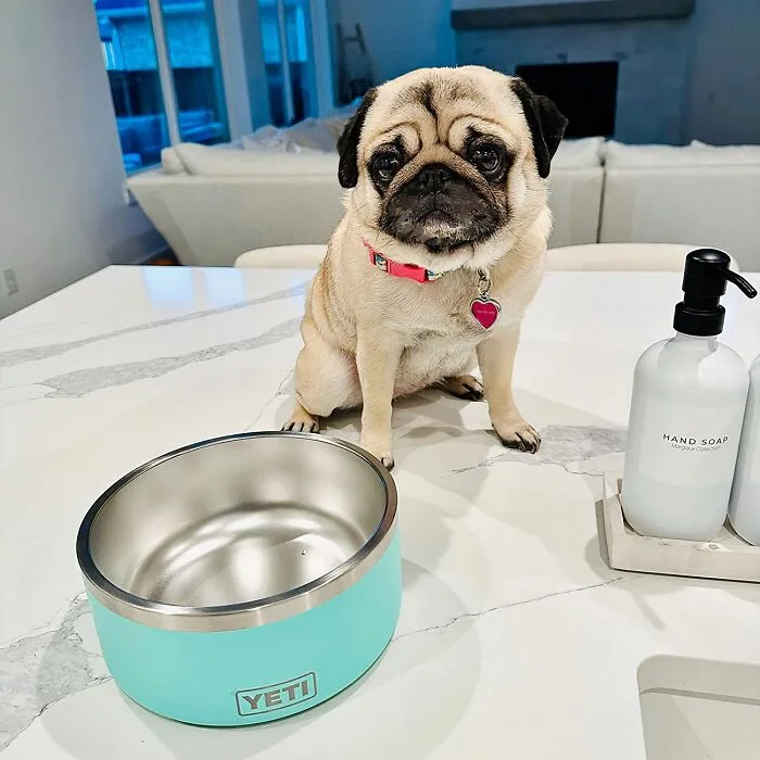 Keep Your   <a Style="Display:inline;" Href="Https://Www.amazon.com/Yeti-Boomer-Stainless-Non-Slip-Ounces/Dp/B07j2trx9d?crid=20g250jgogrpk&dib=eyj2ijoimsj9.e8qmxmmh7xcs_pynr51uwgtcjchwolsm88tqiu-Cqltuk-D2xow8um2sxwdw24t-_y3ykfqt6cbbto8io4nvqm0i57lqsves_qua79hai_tczjdzpfwfieaq3p75btv-G8vb0qcjhmth4uf9et--Xaaa0byzwttzubf5g-Om-Pctstlqy9uz5lnwwemgkb_ukrporldqixseufvflgo68ow0hpypm4d9ex-_hep0kie4qv9zqkesvkz1rjviieav1etx33wki49gamydc7knkrpomel8i645bofdliqtsae.ckq9dts9vbfjy8vkkzicethacfn_xea6m66itb9-A0c&dib_tag=se&keywords=baby%2bpet%2bitems&qid=1727428782&sprefix=baby%2bpetitems%2caps%2c191&sr=8-82&th=1&linkcode=ll1&tag=bphorse-20&linkid=634e25809429b6460ab6679c8450d161&language=en_us&ref_=as_li_ss_tl" Target="_blank"><span Style="Font:inherit;color:#d74b1f;"> Stainless Steel Yeti Dog Bowl</Span> , Just Give Us The Pug!
