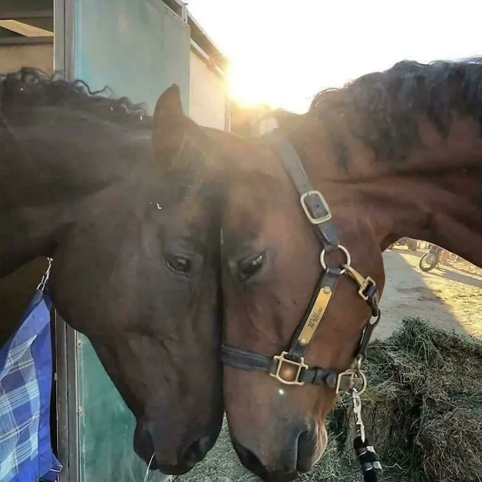 Estas dos bellezas habían sido compañeras de establo pero estuvieron separadas durante unos meses. Esto es lo que pasó cuando se vieron en el parque de caballos después de una larga ausencia.