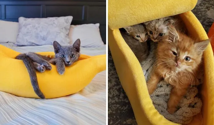 Is Your Cat Bananas For Naps? This   <a Style="Display:inline;" Href="Https://Www.amazon.com/Banana-Cuddle-Lovely-Supplies-Kittens/Dp/B079rdchbd?crid=2i6ai3yc52pnm&dib=eyj2ijoimsj9.stqy9c8e5ncko-Gxpyax-0wm7aygimeo-Gt3rnx5d-Cgvtnwo6oi-Scwbok9geqh5zbvd8jkkh6q7fk9lozst_9zwf2pjqpg2wkw6lt1kfkzxsilx0y64zt2cz22ionum_6bmgghtw4nkhmb1seywh8az5rd_kw5jasgl78hnl0umvujbaeeib64rj1mm8dptsdyzyfiskpdlglbnrr5sfjvj2afi3cg6rh1tzueyww7ldzcwmoetrt-Pil4__4zrwxs6qtzffzvt-Zwgqbm1yeemxckber2lsucdghliow.64debr7nuxytk7gfbdbvwlkhis-G0bh1hayok24vrg0&dib_tag=se&keywords=banana%2bcat%2bbed&qid=1727427496&sprefix=banana%2bcat%2bbe%2caps%2c213&sr=8-1-Spons&sp_csd=d2lkz2v0tmftzt1zcf9hdgy&th=1&linkcode=ll1&tag=bphorse-20&linkid=1d1b3e5a879d1fe60dbca2dbef95553e&language=en_us&ref_=as_li_ss_tl" Target="_blank"><span Style="Font: Inherit; Color: #d74b1f;"> Banana Cat Bed</Span> Is The Answer!