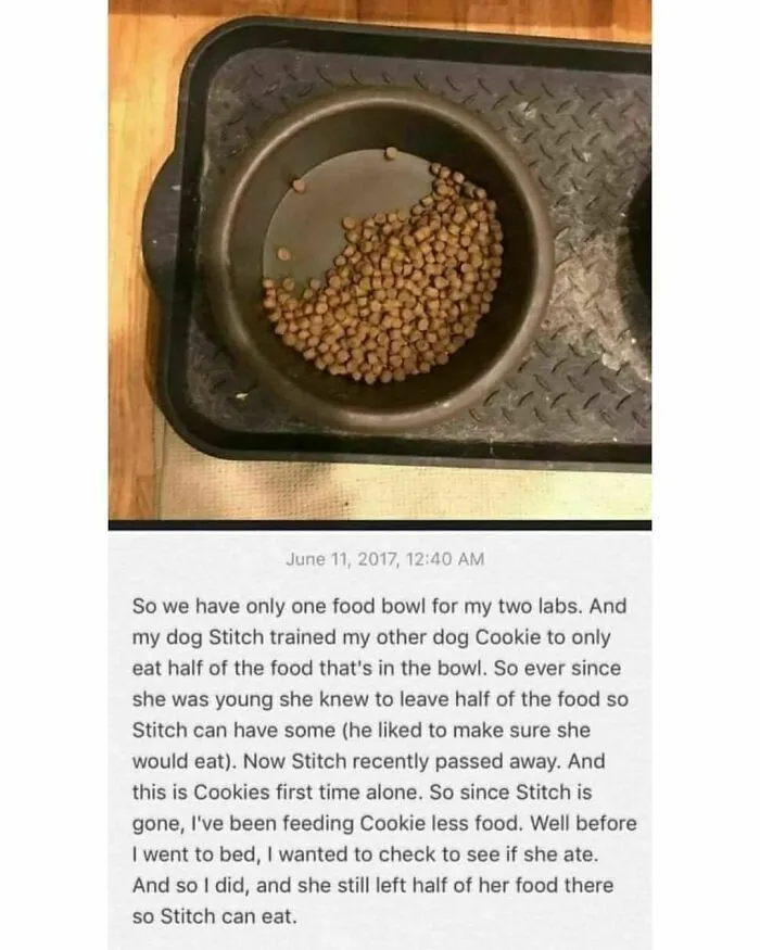 50 Memes That Dog Owners May Find Funny And Relatable