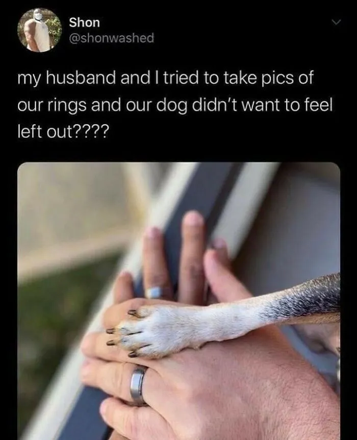 50 Memes That Dog Owners May Find Funny And Relatable