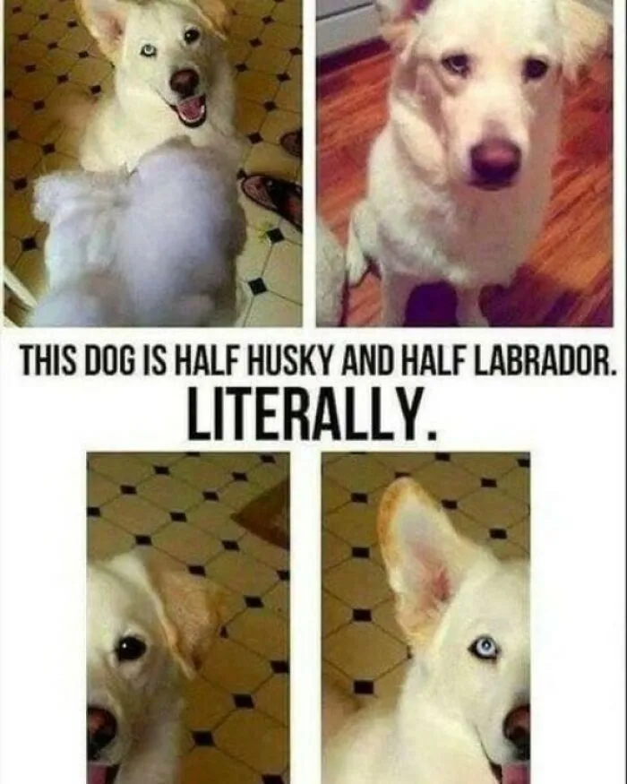 50 Memes That Dog Owners May Find Funny And Relatable