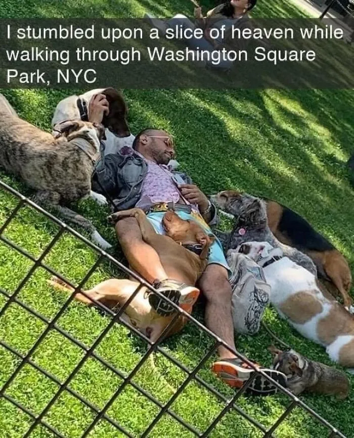 50 Memes That Dog Owners May Find Funny And Relatable