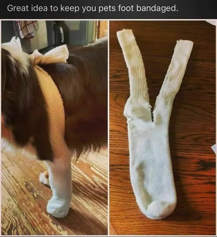 50 Memes That Dog Owners May Find Funny And Relatable