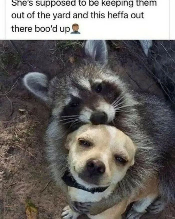 50 Memes That Dog Owners May Find Funny And Relatable