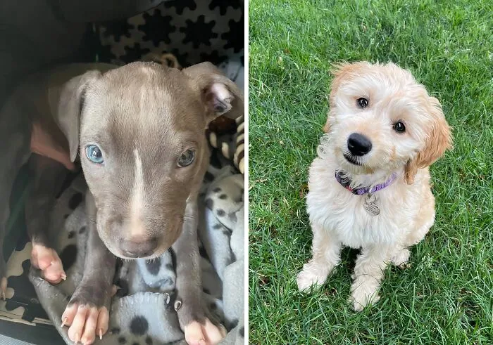 These To Pups Know All About    <a Style="Display:inline;" Href="Https://Www.amazon.com/Freeze-Dried-Training-Treats-Calorie-Perfect/Dp/B07lb88xf7?content-ID=amzn1.sym.140400a7-1208-46ad-8d2a-Eb6e8eac81b5%3aamzn1.sym.140400a7-1208-46ad-8d2a-Eb6e8eac81b5&crid=20g250jgogrpk&cv_ct_cx=baby%2bpet%2bitems&dib=eyj2ijoimsj9.bucagjezcoyrygvfzsnglhbff4qmqtihbhfqju6nnw2imriakymk9ehjrwqzrzd3ljf7hvtpzlyfv5dx6c0475ya69uwrbimx9n9tepesik.qyogd6vloe9vhtr3oskgs-Czlyitkzu-Vostjvp8sgm&dib_tag=se&keywords=baby%2bpet%2bitems&pd_rd_i=b07lb88xf7&pd_rd_r=8796a021-1b51-4b06-B1a8-588159c32b7b&pd_rd_w=gwnhl&pd_rd_wg=vcuwj&pf_rd_p=140400a7-1208-46ad-8d2a-Eb6e8eac81b5&pf_rd_r=4rmw1kb8q3frn7rjrr6c&qid=1727428193&sbo=rzvfv%2f%2fhxdf%2bo5021pansa%3d%3d&sprefix=baby%2bpetitems%2caps%2c191&sr=1-1-6024b2a3-78e4-4fed-8fed-E1613be3bcce-Spons&sp_csd=d2lkz2v0tmftzt1zcf9zzwfyy2hfdghlbwf0awm&smid=a3ur6c2i6yj6lg&th=1&linkcode=ll1&tag=bphorse-20&linkid=f27173b3e1b86d92ff3bbab6cf920ebe&language=en_us&ref_=as_li_ss_tl" Target="_blank"><span Style="Font:inherit;color:#d74b1f;"> Freeze Dried Training Treats </Span> , And They Love It By The Look Of Things!