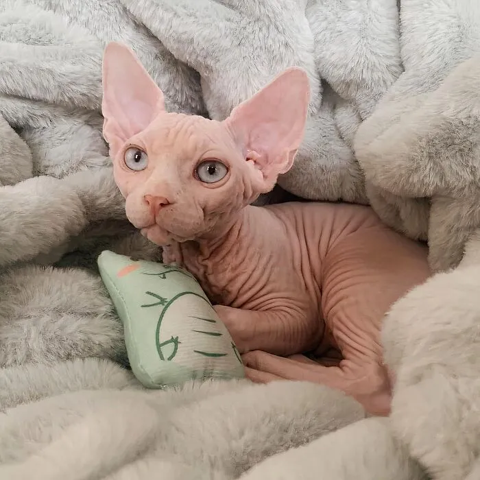 Love 'Em Or Hate 'Em, There Is No Denying That This Sphynx And Its    <a Style="Display:inline;" Href="Https://Www.amazon.com/Dorakitten-Catnip-Toys-Indoor-Cats/Dp/B08xxljyq4?crid=tl4omz2oqz7c&dib=eyj2ijoimsj9.c5crs8ovyq3d864ikzqr0epi-A4pq4qwytbco-Kndq7uhgpaa8cdm7eb9s2vxwnb2fwxjlpcabnfknoadjeedraxmcqjuibpytmms3knbsy4-Z_j88mxnju9zswpwlzhfcenz8l9edqfukklh9nu-Vo2ak4jkmchfzb2lw3tagxbikr2zgdc_husxffbr0wdvcdldbkeykoggjx5o0sjwt1tws3y3g5vufil907ofyrvfau9euh0izc43ykmoco_l6r4wzwdmedqrqilrsrjczje-Oq4xamt69mllqqndz8.zairg8rlqxatkjjmk1kyc3u4fbgx4an61-Xvnl0vli8&dib_tag=se&keywords=kitten%2bitems&qid=1727433563&sprefix=kitten%2bite%2caps%2c216&sr=8-24&th=1&linkcode=ll1&tag=bphorse-20&linkid=8436b14ccd8e93a7aa8e4930d2d3bbeb&language=en_us&ref_=as_li_ss_tl" Target="_blank"><span Style="Font:inherit;color:#d74b1f;"> Catnip Toy</Span>  Have Us Hypnotized