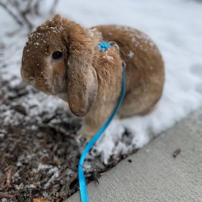 No More Hutch-Potato: This   <a Style="Display:inline;" Href="Https://Www.amazon.com/Adjustable-Harness-Running-Jogging-Animals/Dp/B07z3t771z?crid=2bm1h33p43p50&dib=eyj2ijoimsj9.5ezoconnelbj-Jstmook8n6bw5gpivgxoq5lb7oaa65wmnmkxrqpykq1b2sqj8bohsurd_-Cwx6os4lubo1kkwz92agsdrvjweo2laut3_6_yg7pc3svapigkf8mfq-Pfkdt1ep36unfadjtyezwfxginkmz6epakmkwbrl75hauvnscixoonwtzov_janeymf77zje29-Kph_f2rtfvfjwrnarf9xgfobe-7xndfrar9ikdyabwperrk3dp1az8t51pt5xq3t_sooaqae_ga9ajxadbojpvluqbtlms0vk.rf5hla2y1zf19m4lcnxcf2-4vztnjgirux3pavcemyg&dib_tag=se&keywords=rabbit%2bleash&qid=1727434648&sprefix=rabbit%2bleash%2caps%2c202&sr=8-2-Spons&sp_csd=d2lkz2v0tmftzt1zcf9hdgy&th=1&linkcode=ll1&tag=bphorse-20&linkid=edfe0eec7bf7dd540e18ee9143d12732&language=en_us&ref_=as_li_ss_tl" Target="_blank"><span Style="Font: Inherit; Color: #d74b1f;"> Adjustable Rabbit Harness</Span> Is Your Bunny's Ticket To Adventure