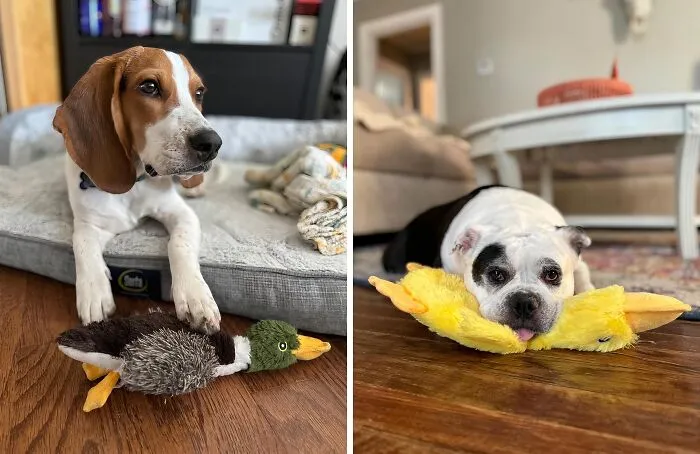 Your Dog Will Go Duck-Wild For This   <a Style="Display:inline;" Href="Https://Www.amazon.com/Best-Pet-Supplies-Stuffing-Squeaker/Dp/B0cky2dvtn?crid=8xmdkyne309o&dib=eyj2ijoimsj9.eji5edsymcsvqz-Feetkmqjvuclid22-N5mm_bvoahn85uhvjbqz5itr-2wpxhvsazevcgah4rnktini_e-Dx3sshfvcn-G6jevqqujqksjei9t-Bjmvvkvwuzx0l5qocllludbkcuy8agw0n-Rvbder55rbmgoc81vkgivnus0zv9lyxme-Jzk3xuyvyzsanlql3jrqwiqbxgwc7n5pmns08ge-Bqor1ocubsnglfxbtrvwmivmf-Os0qugw4zgp_kxtovmfq8y6muwzlns-Zcbiahcj0vrk6yltdp6gzs.upberufqwx7z-M0x1mzxsxb6_fdbzbi7zudvt8b4kau&dib_tag=se&keywords=cute%2bitems%2bfor%2bpets&qid=1727434980&sprefix=cute%2bitems%2bfor%2bpet%2caps%2c206&sr=8-9&th=1&linkcode=ll1&tag=bphorse-20&linkid=678876f5b3246d5aa6b0c1aefa5bf677&language=en_us&ref_=as_li_ss_tl" Target="_blank"><span Style="Font: Inherit; Color: #d74b1f;"> Stuffing-Free Squeaky Toy</Span> (And So Will Your Vacuum)