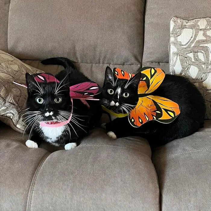 What Can We Say, These Two Kitties In Their <span Style="Font: Inherit; Color: #d74b1f;"> Butterfly Wings</Span> Make Our Hearts Flutter!