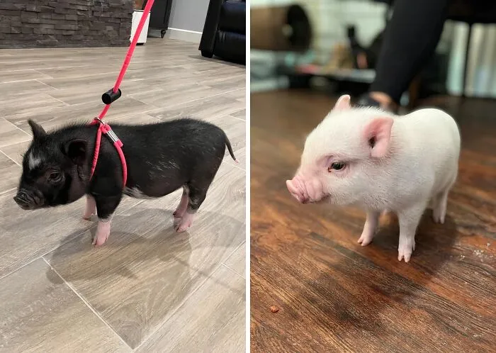 We Are Eteranally Greatful For   <a Style="Display:inline;" Href="Https://Www.amazon.com/Mini-Harness-Adjustable-Animals-Ferret/Dp/B0769yz7b8?crid=367d551jrt0sv&dib=eyj2ijoimsj9.up2qbkgjzqkzt0-J3qghjswciwstapy_xjbo02i53xfmtlx6loreazk2bdi7b1w0jwnrtcfed5a82b2bzurbuuk5_u3mtdciw9xli8csjirp58bqankhyvfrxnz184a1hhsjldmfnnrvrupbokqarxh0e3ziscxuypklza-Ileueg8vt4go0aigenxrpqhe6hd6a1pct4-Vy7zav435snew3znws6ehm9s9hybi6ooyhqzdnsdyfcugvnog_qsz9pggtkkjizvqsjwbkopxjhjxpnf0gad8kyjd66jx8zuk.df2l32xw6y1lfqzxdqk-Yrqs2rqbmknzkd6esvpkk1m&dib_tag=se&keywords=mini%2bpig%2bharness&qid=1727436583&sprefix=mini%2bpig%2bharne%2caps%2c199&sr=8-5&th=1&linkcode=ll1&tag=bphorse-20&linkid=b1f19074b12d579cf52557812a4f13a3&language=en_us&ref_=as_li_ss_tl" Target="_blank"><span Style="Font: Inherit; Color: #d74b1f;"> Mini Pig Harnesses </Span> For Bringing Us These Ridiculously Cute Pictures