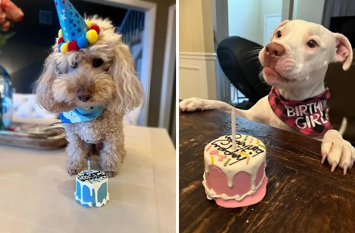 Let's Paw-Ty! This   <a Style="Display:inline;" Href="Https://Www.amazon.com/Bubba-Rose-Biscuit-Ssbbpbd-Birthday/Dp/B07nx1sntj?crid=20g250jgogrpk&dib=eyj2ijoimsj9.jfzv83col10aqgtqt9_tbjzes85slxjki5lmmotkgwm2hmomjszzmsw5rgz1p1pj8qebdurccdret7mkxnog6uxaj627xuq0wlyyxrb1dzhsaaggzk-Eyakzd4h3mdasel0f_ktqfzokpjwp5ly5pjcjzr87wtlxqnet3xs4la2avvbies7bsxwueu2cxruhyazw3ixphnkeoxpx-Oq7qg5vn6icbsem30t2iogjimgp3ufczjdwm9-Rewedf4htlp2ymsgfqrto_xzzklliugbwgpep9h9rgs9yff4i4z8.8fx0okeklpeuy4re4n03nys1mpvsok3taqjen3airug&dib_tag=se&keywords=baby%2bpet%2bitems&qid=1727428193&sprefix=baby%2bpetitems%2caps%2c191&sr=8-1-Spons&sp_csd=d2lkz2v0tmftzt1zcf9hdgy&th=1&linkcode=ll1&tag=bphorse-20&linkid=f5107836e80ab66a6f90d1e3b9ebfb38&language=en_us&ref_=as_li_ss_tl" Target="_blank"><span Style="Font: Inherit; Color: #d74b1f;"> Birthday Cake Dog Treat</Span> Is The Perfect Way To Celebrate Your Furry Friend