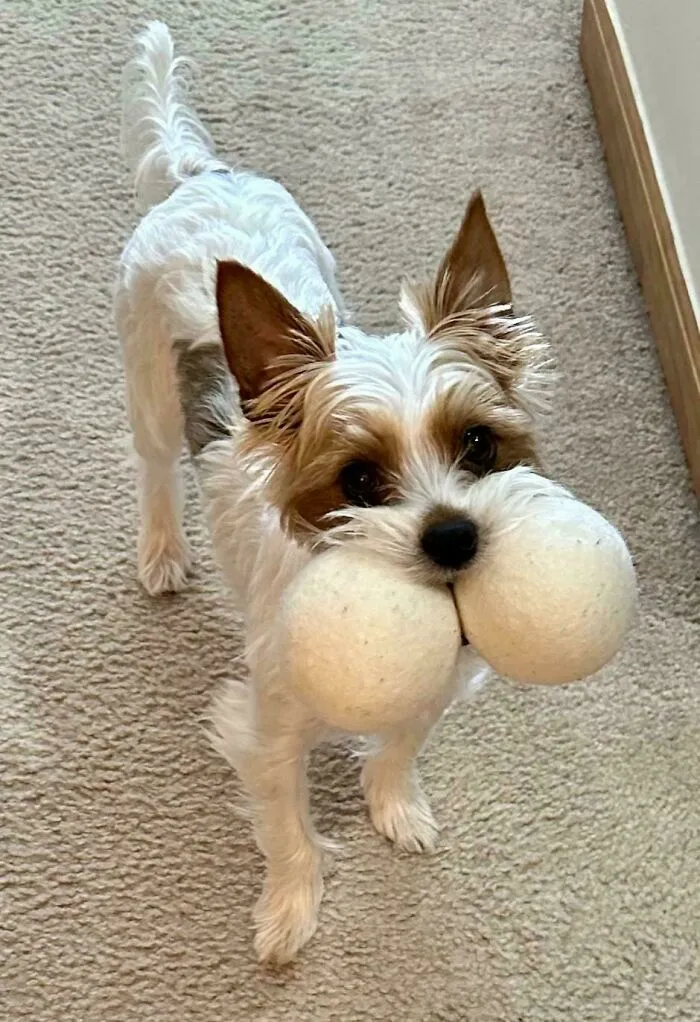 Dryer Ball Thief