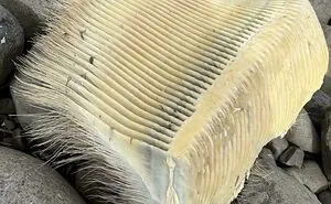 50 Times People Saw Something ‘Mildly Interesting’ And Knew The Best Group To Share It In (New Pics)