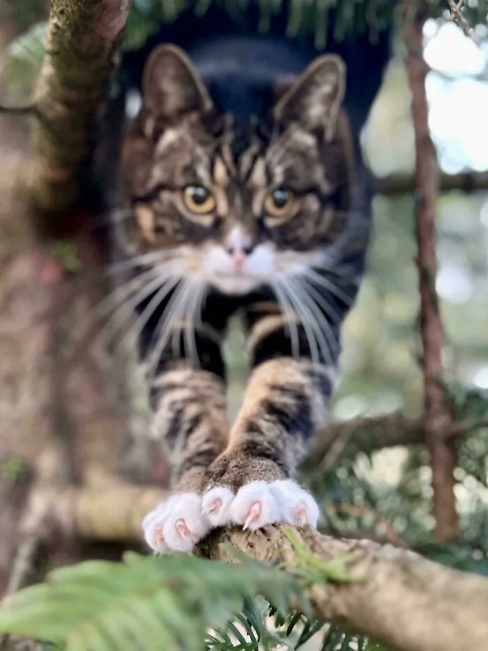 Cat with sharp claws gripping a branch, focused and alert in the forest environment.