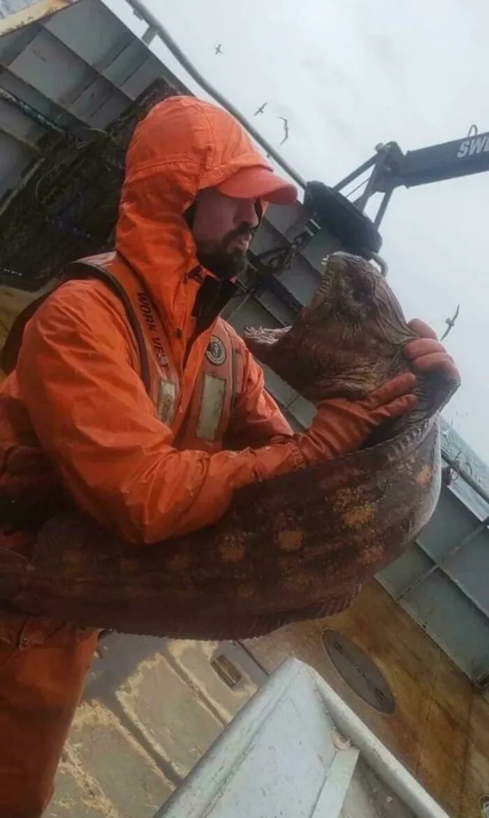 Este pescador sostiene una anguila lobo de aguas profundas