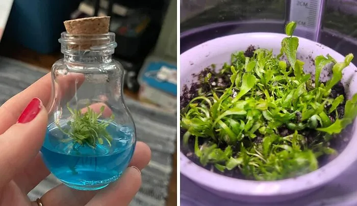 Your Houseplants Are About To Get A Whole Lot More Interesting. This <a Style="Display:inline;" Href="Https://Www.amazon.com/Venus-Mericlone-Maintenance-Growth-Guarantee/Dp/B00yo1mti2?ie=utf8&linkcode=ll1&tag=bpcow-20&linkid=046563a13b45e0e668f2673c4cd8e21c&language=en_us&ref_=as_li_ss_tl" Target="_blank"><span Style="Font: Inherit; Color: #d74b1f;"> Venus Fly Trap</Span> Will Be The Talk Of Your Next Dinner Party (And Maybe Even Help You Get Rid Of Those Pesky Fruit Flies).