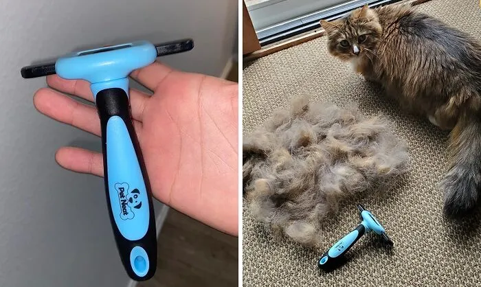 Tired Of Wearing Your Pet's Fur As A Fashion Statement? A <a Style="Display:inline;" Href="Https://Www.amazon.com/Pet-Grooming-Effectively-Professional-Deshedding/Dp/B01m5ds0z7?ie=utf8&linkcode=ll1&tag=bpcow-20&linkid=9279a2196e00414293f60afb2725cadd&language=en_us&ref_=as_li_ss_tl" Target="_blank"><span Style="Font: Inherit; Color: #d74b1f;"> Deshedding Tool</Span> Will Have You (And Your Furniture) Fur-Free In No Time