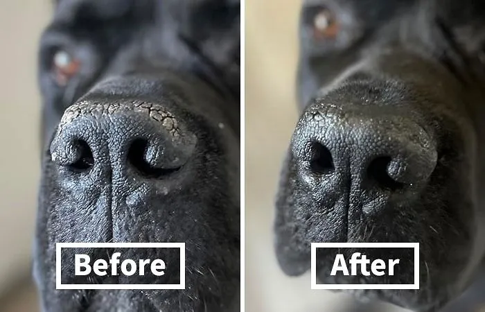Dry, Cracked Nose Got Your Pup Feeling Ruff? <a Style="Display:inline;" Href="Https://Www.amazon.com/Natural-Dog-Company-Ingredients-Packaging/Dp/B00npjj35g?ie=utf8&th=1&linkcode=ll1&tag=bpcow-20&linkid=8eed263b7f08d65d4960f1f4938411ee&language=en_us&ref_=as_li_ss_tl" Target="_blank"><span Style="Font: Inherit; Color: #d74b1f;"> Snout Soother</Span> Will Have Their Snoot Back To Boop-Able In No Time