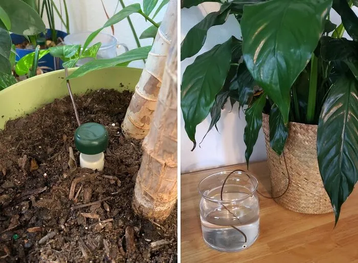 Going On Vacation? No Worries! Your Plants Will Be Sipping On H2o All Week Long Thanks To This   <a Style="Display:inline;" Href="Https://Www.amazon.com/Blumat-Watering-Houseplants-Austria-Vacation/Dp/B07h9hz4fb?crid=2fx5ld7y3lm4j&dib=eyj2ijoimsj9.xnbi6pycynxwhhtyychvnnyt3ksriu6cx3cgyp4tjczk7qbdluxjgfdsh96ztxc1gxcpjn5e7xdntivntzbl7ihwqc9ds2uilofpjointaoxst6oajvzjw9ttmzockhllkp1oap0b5kuyndvjz9jib_ezbnaowks5xufhrdlwd2-1ko2_zqingme1ka-Gqbzidgjniguozpcj2lc3jkovo3nsgshu9-K2pfykf7tf7zunqjhvexwiezvzzhy2mn3v4dl1tf3bnuyeti9wvjyx215oxkxrkjesr6feshvidy.jodftkvuzp1hsmg0trrlfmpcpnebcbue35cmrxwlbby&dib_tag=se&keywords=automatic%2bplant%2bwaterer&qid=1727170345&sprefix=automatic%2bpla%2caps%2c205&sr=8-3-Spons&sp_csd=d2lkz2v0tmftzt1zcf9hdgy&th=1&linkcode=ll1&tag=bpowl-20&linkid=ddd2b2d57598562dcaef360606cb3270&language=en_us&ref_=as_li_ss_tl" Target="_blank"><span Style="Font: Inherit; Color: #d74b1f;"> Automatic Plant Waterer</Span>