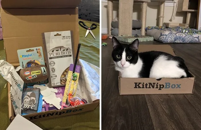 Your Cat's About To Be The Envy Of The Neighborhood Felines.  This   <a Style="Display:inline;" Href="Https://Www.amazon.com/Happy-Cat-Kitnipbox/Dp/B07g584shg?_encoding=utf8&pf_rd_m=atvpdkikx0der&pf_rd_s=merchandised-Search-10&pf_rd_r=xa8126pqmx2c8vp2t6mg&pf_rd_p=76d88b8f-A63e-464b-B10e-836d5cacae03&pf_rd_t=&pf_rd_i=14498690011&th=1&linkcode=ll1&tag=bpwasp-20&linkid=c816dc468630aa465d55137865ce5e00&language=en_us&ref_=as_li_ss_tl" Target="_blank"><span Style="Font: Inherit; Color: #d74b1f;"> Happy Cat Box</Span> Is Packed With Toys, Treats, And Surprises That Will Keep Your Kitty Purring With Delight