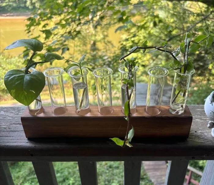 Turn Your Plant Dreams Into Reality (Even If You're A Notorious Plant Killer)! This <a Style="Display:inline;" Href="Https://Www.amazon.com/Hanging-Terrarium-Propagator-Hydroponic-Cuttings/Dp/B09lv1684w?crid=25vp8a32ga2fx&dib=eyj2ijoimsj9.wvh9e_kp2t3tt9rdhcigxshtd41tvkmmuihx6zik7s1zfbtlssgtzohqdbughfo80mmgsfpobwpsqm9srmcwdm8qlv0bjciadlwpfni34hqlequut3gmhebzfkfdzkpjyoio2eazthq3b6sezkv6ds3wfleiatbrx8ze3_elqxnhmkr5idnub8jonhjss71xnisnrw1v_r0l28rmmpoesyemnzpn_xvuyc4veag3-V706af-1dtrdx3j87iayj1nlqxoxwyx9ylfix5_magi2up8vqsnrfsptepmuewzves.h11vtc8qldrd3ucm2s37u0cail2zxqyt4fqysejvlw4&dib_tag=se&keywords=glass%2bpropagation%2bpots&qid=1712324165&sprefix=glasspropagation%2bpots%2caps%2c187&sr=8-3-Spons&sp_csd=d2lkz2v0tmftzt1zcf9hdgy&th=1&linkcode=ll1&tag=bparmadillo-20&linkid=25f9ec851f44f2b5c3eec6a66248829f&language=en_us&ref_=as_li_ss_tl" Target="_blank"><span Style="Font: Inherit; Color: #d74b1f;"> Plant Terrarium With Wooden Stand</Span> Is The Foolproof Way To Propagate Your Favorite Cuttings And Add A Touch Of Green To Any Space