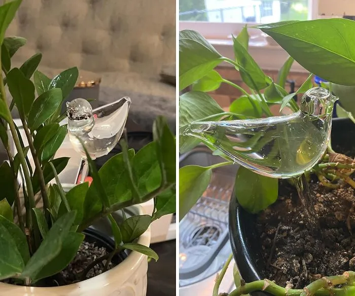 Forgetful Plant Parent? No Worries!" These <a Style="Display:inline;" Href="Https://Www.amazon.com/Dp/B011arwn7o?ascsubtag=7474178%2c6%2c40%2cd%2c0%2c0%2cbf-Ssrch%2c900%3a2%3b974%3a2%3b1125%3a1%3b1242%3a1%2c31575848%2c0%2c0&th=1%252cbf%2cbf&linkcode=ll1&tag=bparmadillo-20&linkid=6b3c023477876b09e8a0f3dca0dbb037&language=en_us&ref_=as_li_ss_tl" Target="_blank"><span Style="Font: Inherit; Color: #d74b1f;"> Self-Watering Globes</Span> Will Keep Your Green Babies Hydrated, Even When You're Off Living Your Best Life