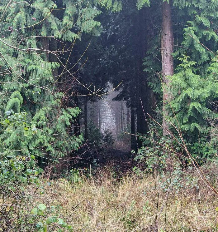 Apertura en el bosque