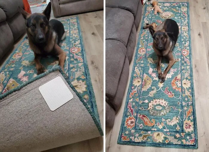 Your Rugs Are About To Be More Grounded Than A Yoga Instructor. These   <a Style="Display:inline;" Href="Https://Www.amazon.com/Home-Techpro-Non-Slip-Washable-Materials/Dp/B07bychmvy?ie=utf8&th=1&linkcode=ll1&tag=bpzebra-20&linkid=f3c28b4981ec17c438f78eed37c257bf&language=en_us&ref_=as_li_ss_tl" Target="_blank"><span Style="Font: Inherit; Color: #d74b1f;"> Washable Grippers</Span> Provide A Strong Grip, So You Can Focus On Your Downward Dog Without Slipping