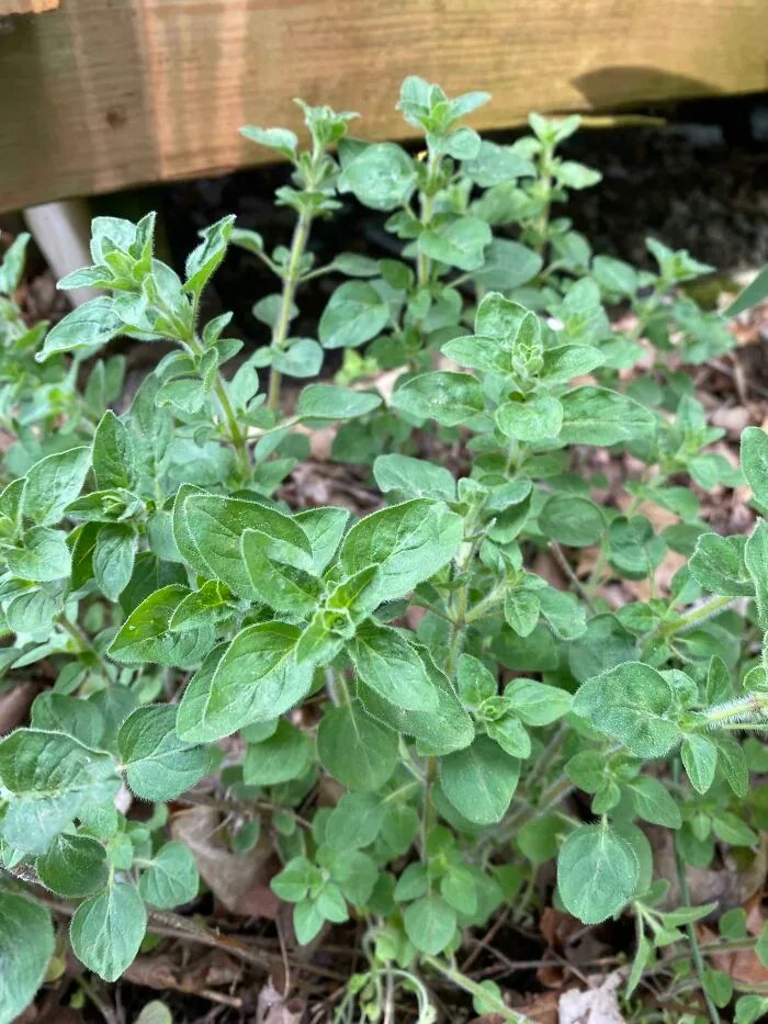 Oregano - Mom Got A Piece Of An Oregano Plant From Her Aunt When I Was A Kid. She Transplanted Some To One House, Then Another And Another, Then To My Place, And Again When I Moved. We Have Never Purchased Oregano In My Entire Life. It Even Pops Up In The Lawn, Makes Grass Cutting Smell Nice :)