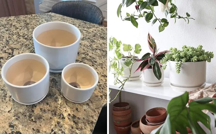 Your Plant Babies Deserve A Home That's As Stylish As They Are! These   <a Style="Display:inline;" Href="Https://Www.amazon.com/Tauci-Indoor-Planter-Ceramic-Drainage/Dp/B083q8v5tb?crid=3hhfcogu6bjoz&dib=eyj2ijoimsj9.hw1_c2k8xnwungesyhqgnxtuyyo0bvcmdu_qktfivcbhpm-J6rvgorj2uw-Gqwmv24k2jfa47rqr5i7pund7wzzghtddf9v1i6r7dql5q6p3e13mxdwo1jnml3rugrdbrhxxpu8iv2sczskpaxlfndvysjo5qfzv42zzwcmykkmwf_pe0zyafiv_obq6qy1yykuv40xe0xiaopwvvngciae9mlzxi7v5qi8amrg_1taixq2ftohkihx_ilr3es8fnfag15-Y-6eddfaz_ml67_p7euw3p6l4no_3qejnlw8.ko7sd07z--Jywyengiae5for-Oplcc3ignyegzg2qi4&dib_tag=se&keywords=ceramic%2bplant%2bpots&qid=1727683303&sprefix=ceramic%2bplant%2bpots%2caps%2c216&sr=8-2-Spons&sp_csd=d2lkz2v0tmftzt1zcf9hdgy&th=1&linkcode=ll1&tag=bpscorpion-20&linkid=a7fc1682cfa7cd379bcef5d65433d13a&language=en_us&ref_=as_li_ss_tl" Target="_blank"><span Style="Font: Inherit; Color: #d74b1f;"> Ceramic Plant Pots</Span> Are The Perfect Way To Add A Touch Of Elegance To Your Indoor Jungle