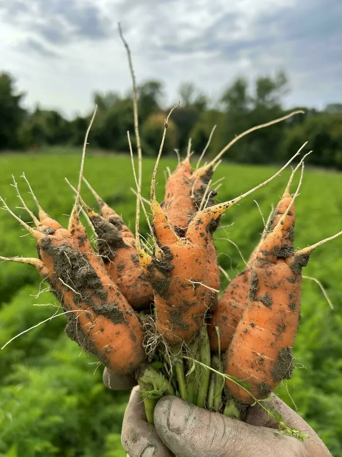 Cultivamos medio acre de zanahorias que resultaron así 