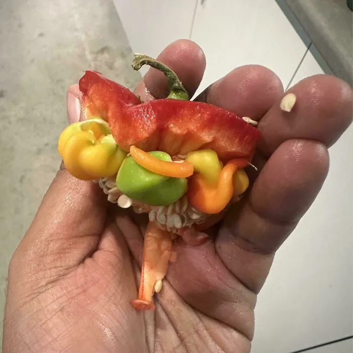 Different Coloured Peppers Growing Inside Big Pepper