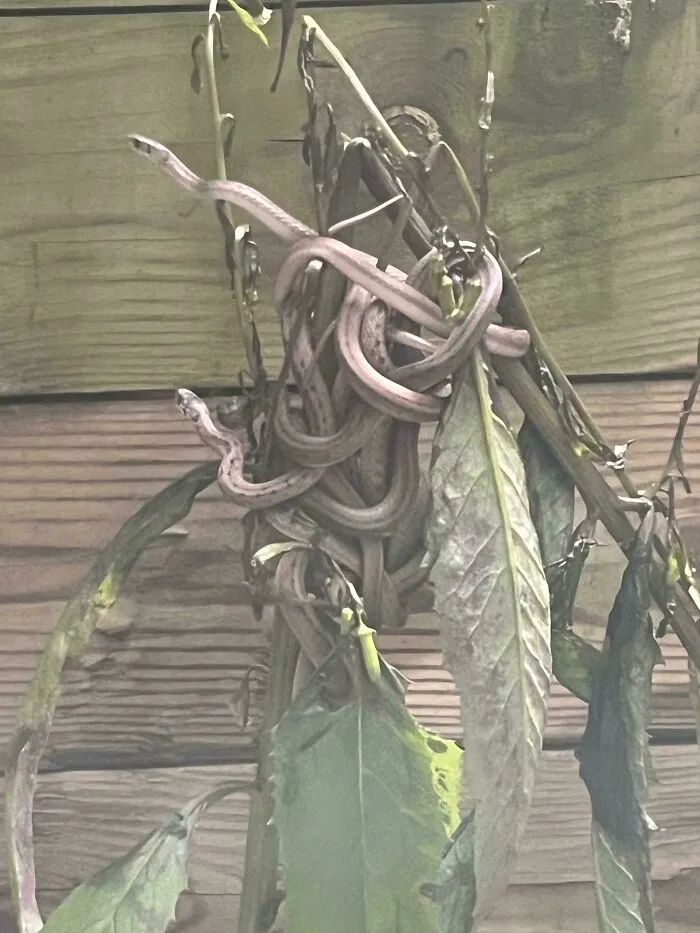 Serpientes de jardín hechas un nudo junto a mi ventana