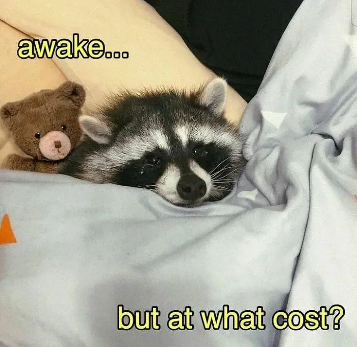 Raccoons Have Never Been More Relatable Than They Are In These 30 Dark Humor Memes