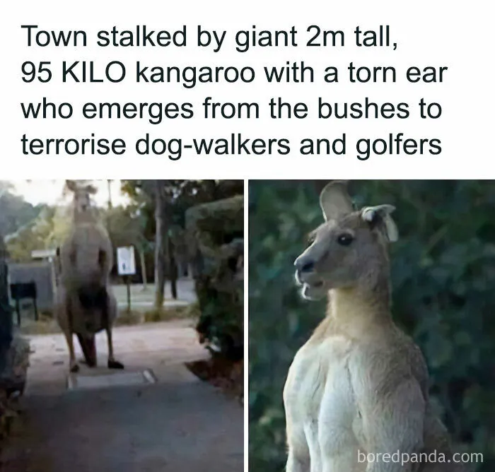 Of A Kangaroo
